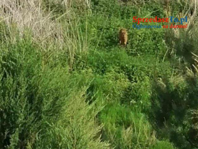 Sprzedaż domu z dużą działką - 12