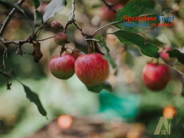 Wyjątkowy dom w Beskidzie Sądeckim - 13