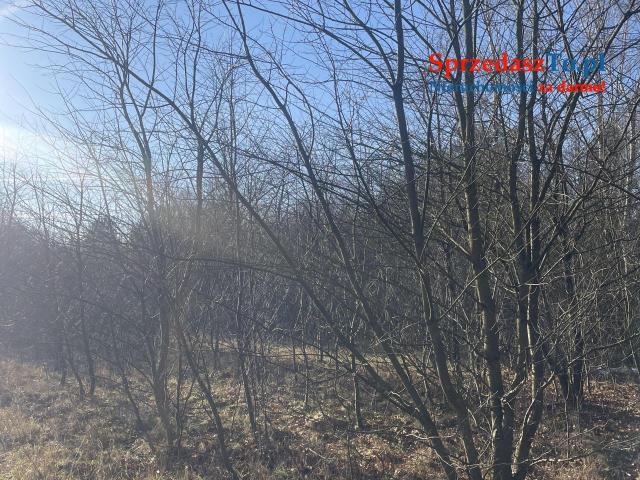 Piękna działka rolna w lesie z własnym lasem