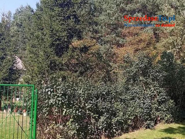 Sprzedam bezpośrednio siedlisko z budynkami gospodarczymi oraz piękna działka. - 6