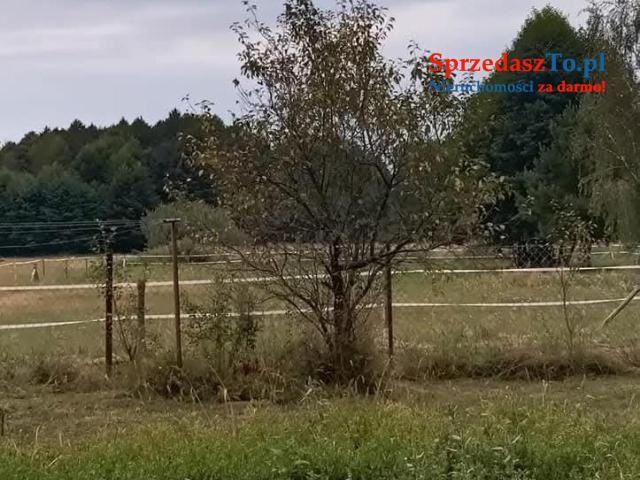 Sprzedam bezpośrednio siedlisko z budynkami gospodarczymi oraz piękna działka. - 7