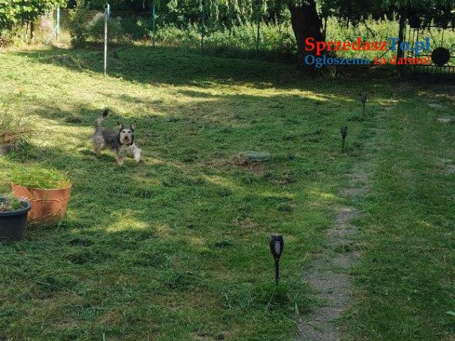 dom wolnostojący o pow.200 + duża działka - 10