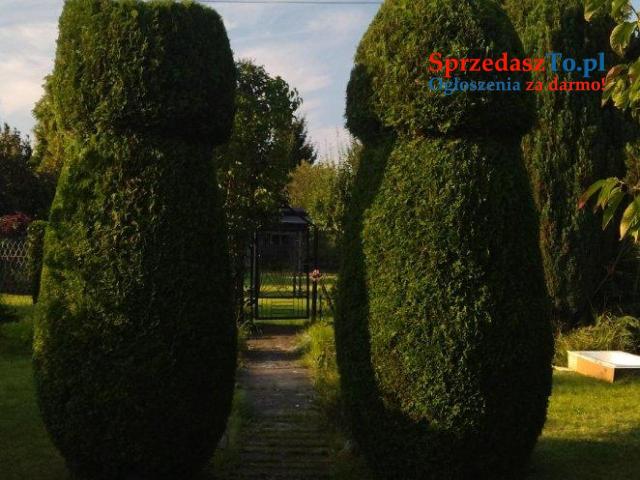 Ogródek działkowy - 7