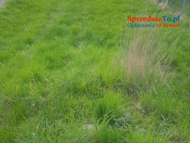 działka budowlana 1400 m2 szaflary 300 tysięcy