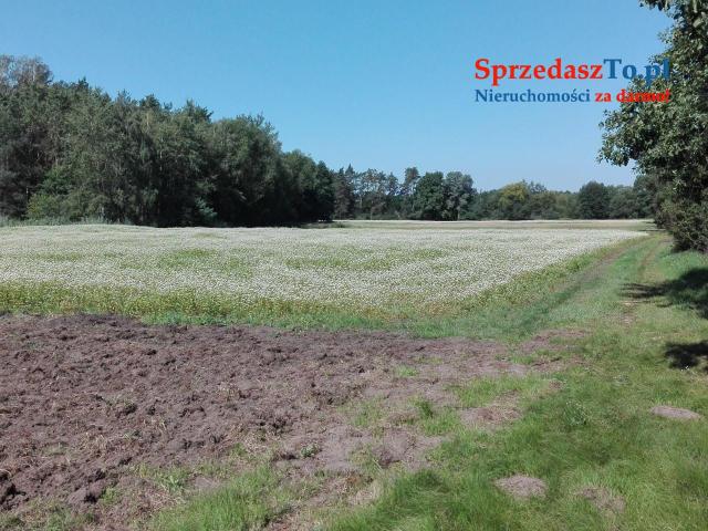 Działka 1,65 ha Niedźwiada Duża, koło lasu, 20 km od Kazimierza Dolnego