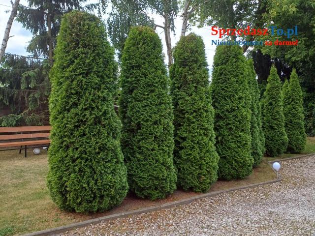 Sprzedam dom Nowe Gulczewo - 7