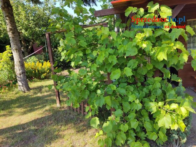 SPRZEDAM DZIAŁKA ROD - 8